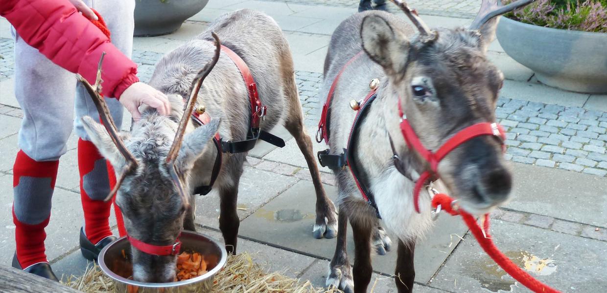 Mød Julemandens rensdyr i december