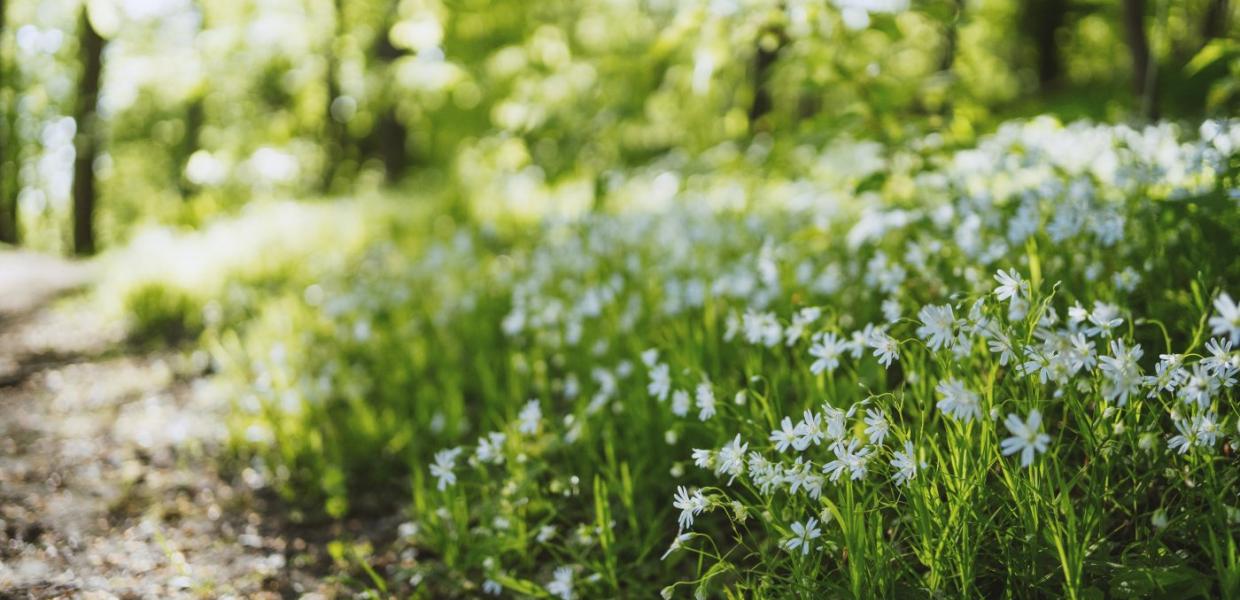 Forårsblomster i skovbunden