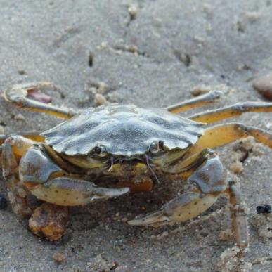 Krabbe på stranden