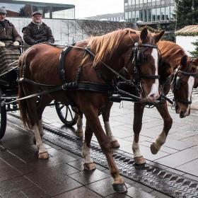 Hestevogn i Fredericias gader