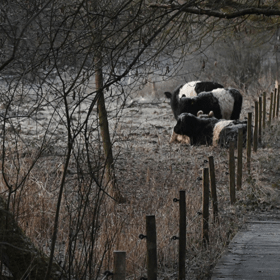 Nyd bl.a. naturen nær Erritsø mose