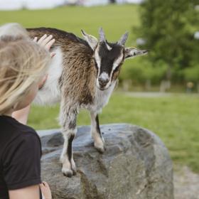Pige hilser på ged på Madsby Legepark