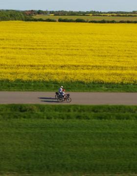 par cykler langs en rapsmark