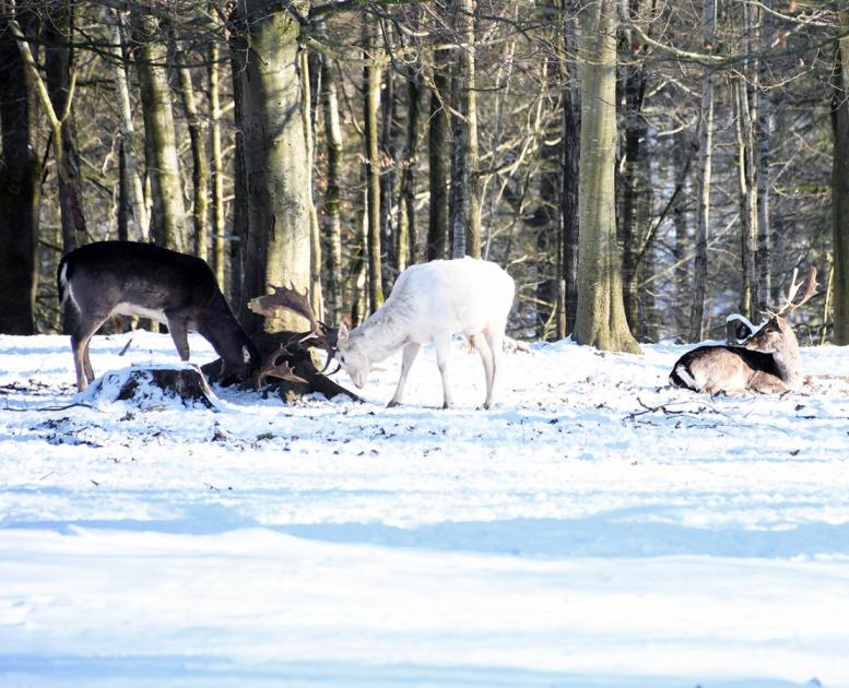 Dådyr i Fuglsang Dyrehave