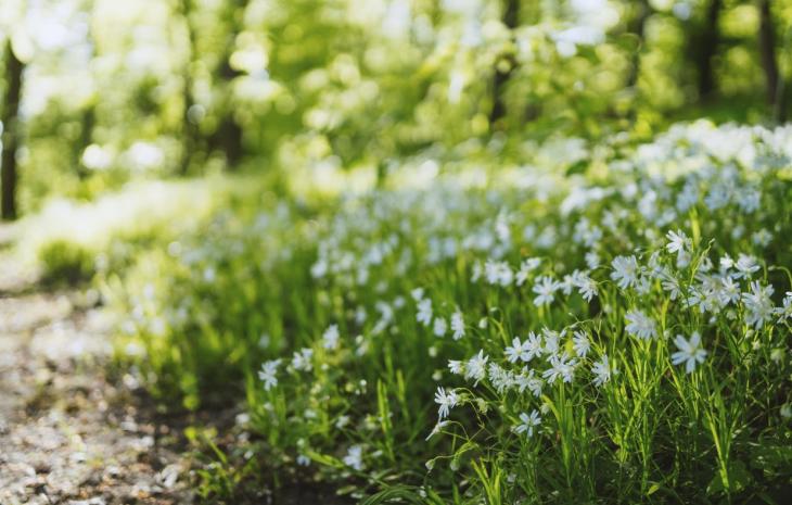 Forårsblomster i skovbunden