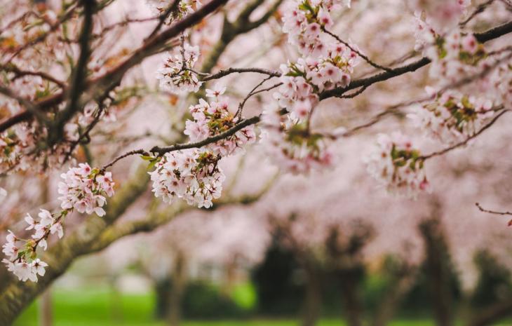 Kirsebærtræ-allé ved Lumbyesvej i forårsvejr